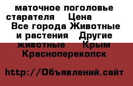 маточное поголовье старателя  › Цена ­ 2 300 - Все города Животные и растения » Другие животные   . Крым,Красноперекопск